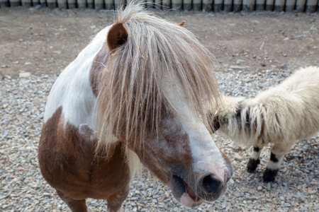 A close-up shot of a miniature horse with a shaggy mane, sharing space with a fluffy sheep. The scene occurs outdoors.の写真素材