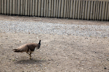 A peahen walks on a gravel path in front of a wooden fence on a sunny day.の写真素材
