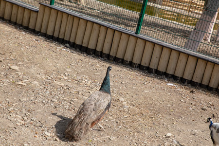 A peacock stands regally in an outdoor enclosure, showcasing its stunning plumage with a backdrop of wooden fencing.の写真素材
