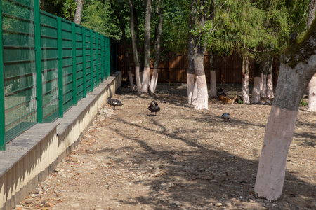 A sunny outdoor enclosure features several black swans and guinea fowls under the shade of trees, beside a green fence.の写真素材