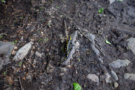 A fire salamander with yellow spots is seen on a dark forest floor covered in mud, rocks, and...