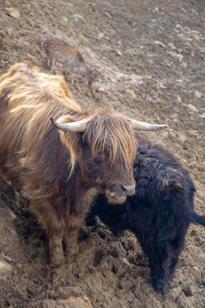 A Highland cow and a dark cow are standing on a muddy hillside, with a deer in the background. The...
