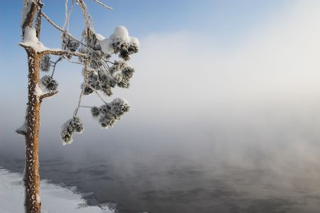 frozen pine-tree on the river-bankの写真素材