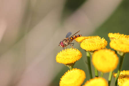 Flower fly or hoverfly pollinating yellow flowers. Macro close up shot.