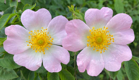 The twins. Beautiful blackberry blossom - top view.の写真素材