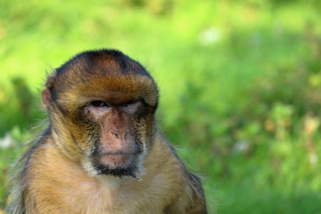 Bad-tempered Barbary macaque. Wildlife photo.の写真素材