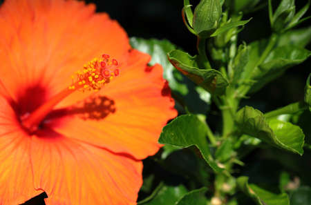 Macro of Chinese hibiscus. Close-up. Nature reserve Varone in Tenno. Trentino, Northern Italy, Europe.の写真素材