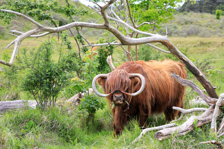 Scottish Highlander or Highland cattle on dunes in North Holland. The Netherlands.