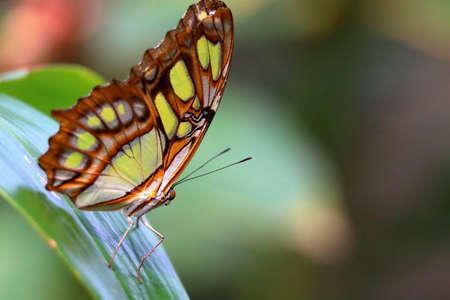Tropical butterfly in mangrove.