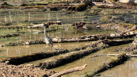 A grey heron in a marsh in a forest. Bonn, Germany, Europe.