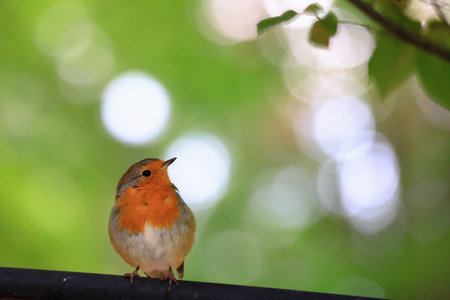 A robin sits comfortably on a perch and looks curiously. Germany, Europe.