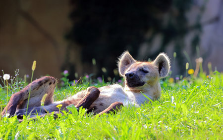 The grinning hyena is amused by lying on its back.の写真素材