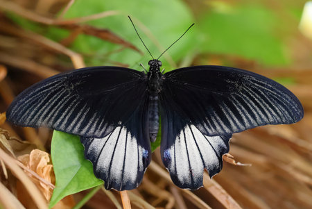 Papilio rumanzovia, the scarlet Mormon or red Mormon.