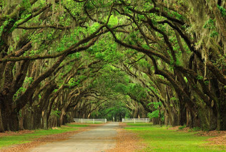 Forest Pathwayの写真素材