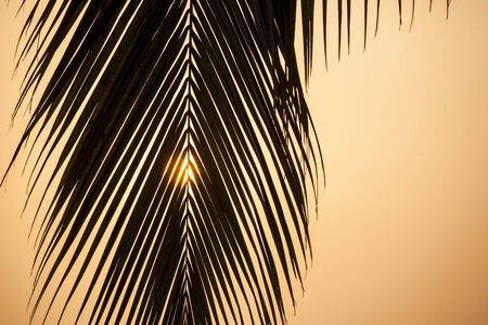 Beautiful tropical sunrise with a palm tree in Africaの写真素材