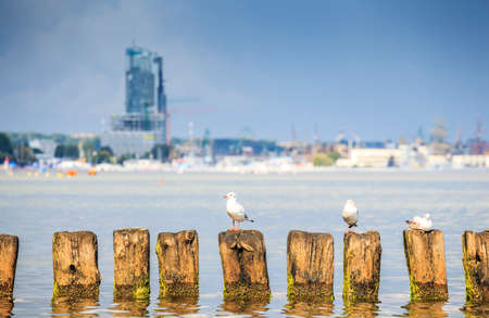 Seagulls in Gdynia, The Baltic Sea, Polandの写真素材