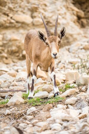 Young wild goat (Capra) in Ein Gedi Nature Reserve, Israelの写真素材