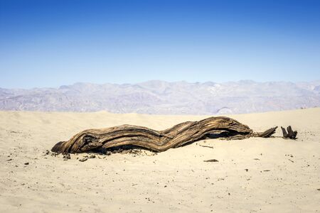 Dead tree in Death Valley - landscape, California, USAの写真素材