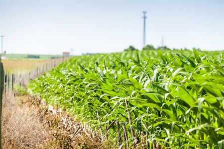 Very fresh and green, big corn field.
