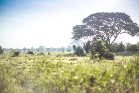Savannah landscape with some buffaloes grazing, Nairobi National Park, Kenyaの写真素材