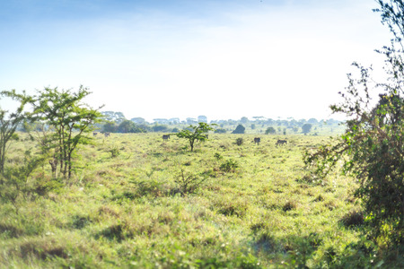 Savannah landscape with some zebras grazing, Nairobi National Park, Kenyaの写真素材