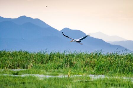 Yellow billed stork at Jipe Lake in Tsavo West National Park, Kenyaの写真素材