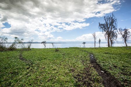 Beautiful shore of Naivasha lake, Kenya, East Africaの写真素材