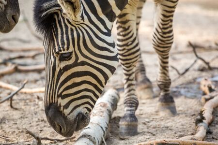 Close up of striped zebra at sunsetの写真素材