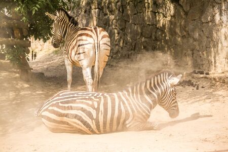 Two zebras in the zoo, Krakow, Poland