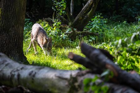 Wild wolf in the forest at sunsetの写真素材