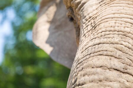 Close up of an elephant trunk and eyeの写真素材