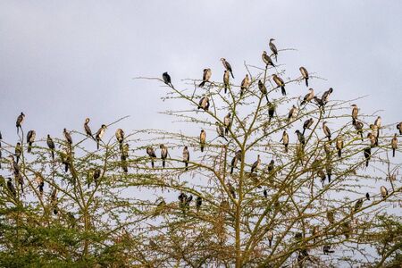 Spur winged birds in Tsavo West National Park, Kenya