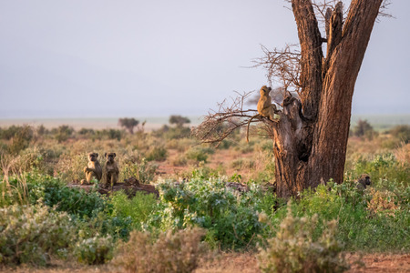 Cute baboons on savannah, Tsavo West National Park, Kenyaの写真素材