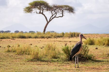 Marabous and acacia, Tsavo West National Park, Kenyaの写真素材