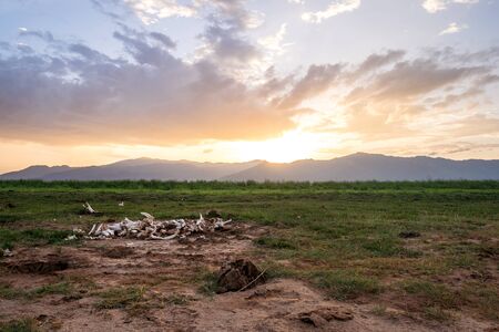 Big animal bones over Jipe Lake in Tsavo West, Kenyaの写真素材
