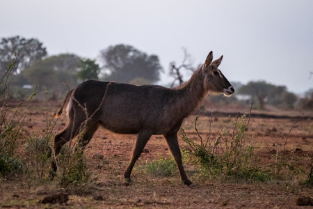 Waterbuck antelope on savanna in Tsavo National Park, Kenyaの写真素材