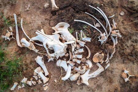 Big animal bones over Jipe Lake in Tsavo West, Kenya