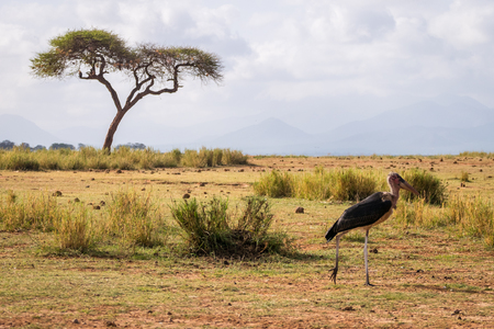 Marabous and acacia, Tsavo West National Park, Kenyaの写真素材