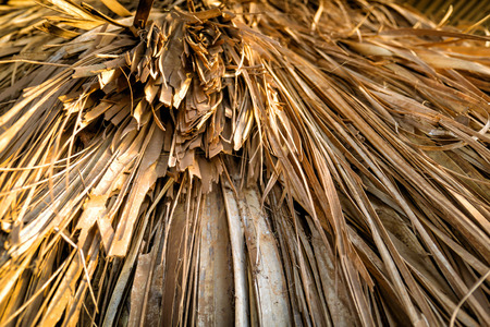 Close up of thatched roof on traditional African hut, Nairobi, Kenya