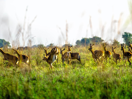 Frightened Impala antelopes running on African savanna, Nairobi National Park, Kenyaの写真素材