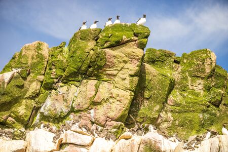 Common Murre birds sitting on inaccessible rocks, Newfoundland and Labrador, Canadaの写真素材