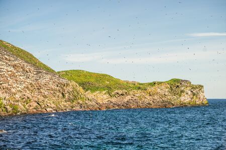 Common Murre birds in Witless Bay Ecological Park, Newfoundland and Labrador, Canadaの写真素材