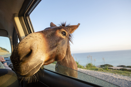 Cute wild donkey putting his head through car windowの写真素材