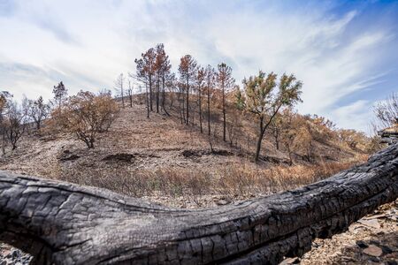 Forest recovering after fire in Cachopo, Algarve, Portugal