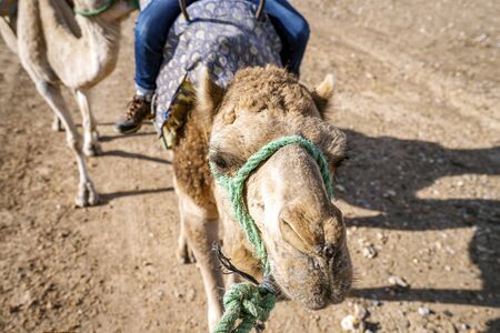 Riding a dromedary camel on Agafay desert , Marrakech, Moroccoの写真素材