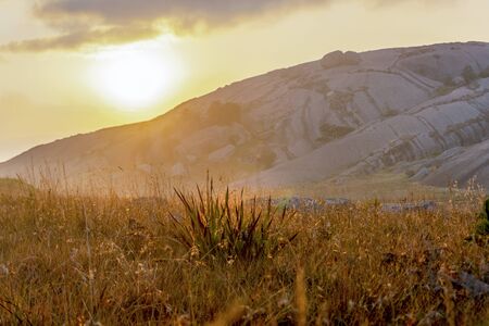 Dry grass illuminated by warm african sunset in Eswatini