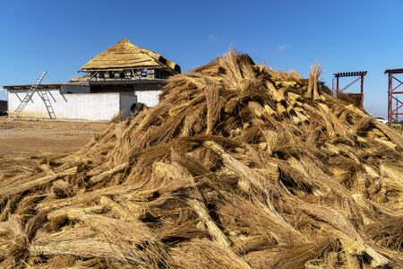 Plenty of thatch prepared for the roof in Eswatini, Africaの写真素材