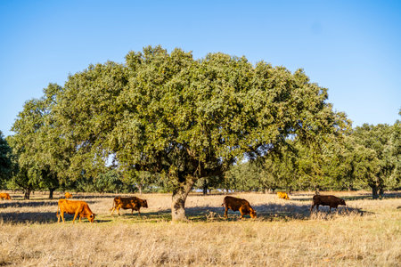 Alentejo landscape - red cows grazing among cork trees, Portugal, Europe