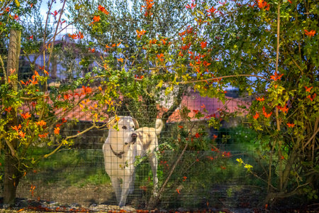 A white dog looking aside behind a green fence surrounded by red flowersの写真素材