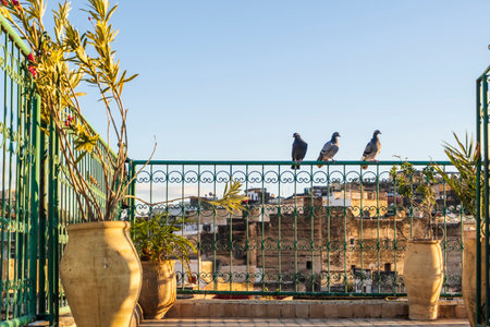Pigeons resting on rooftop terrace in Medina during sunset, Fez, Morocco, North Africa